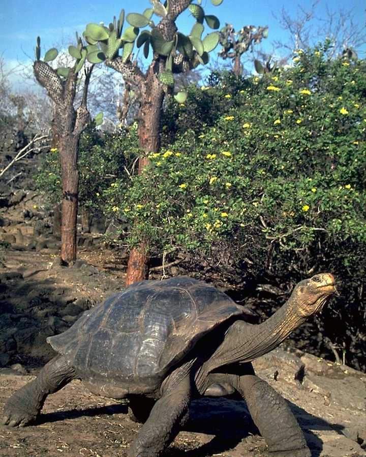 picture of giant tortoise