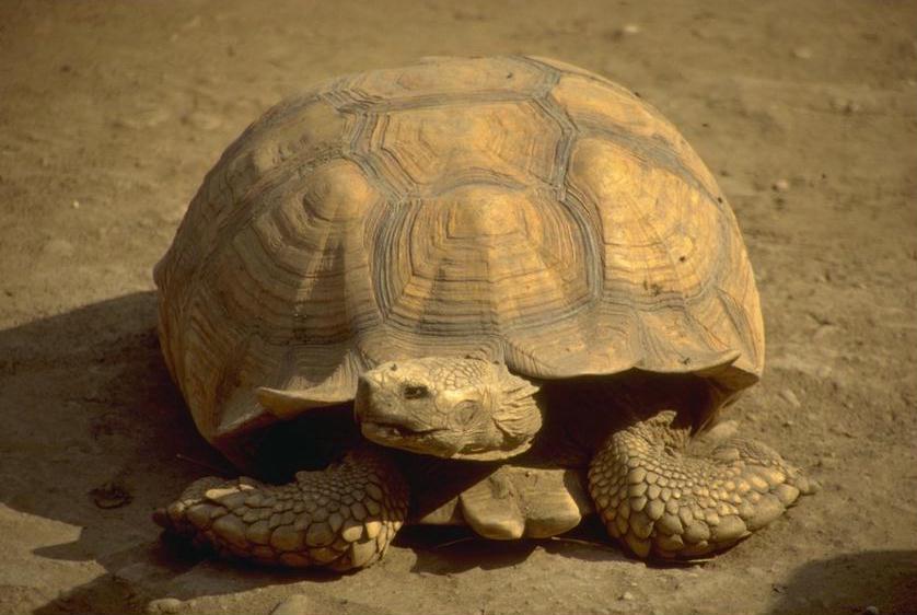 photograph of a cool giant  tortoise