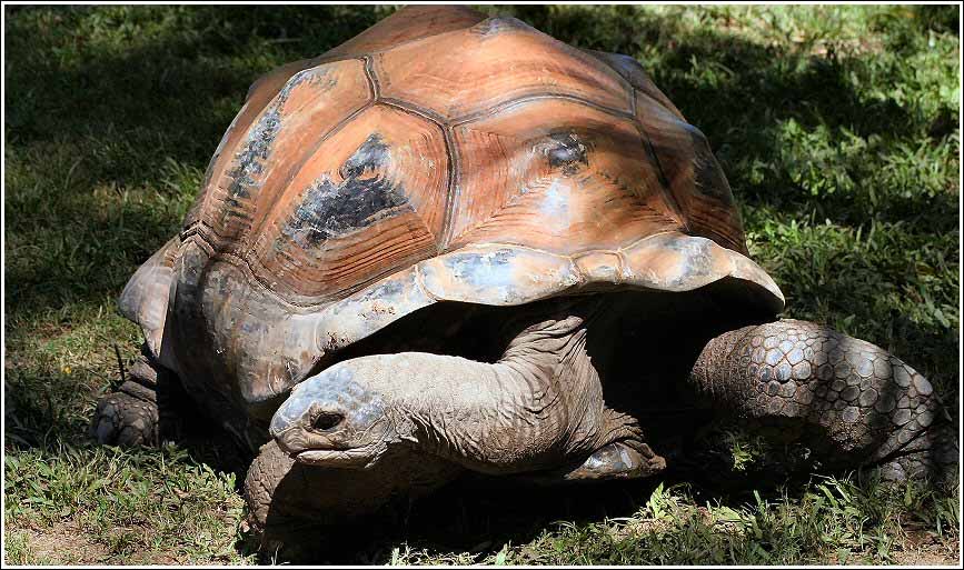elderly tortoise