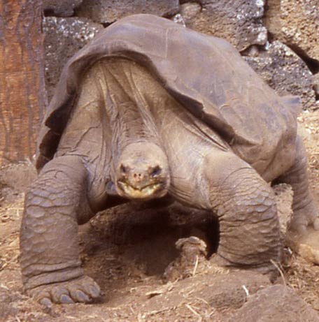 picture of tortoise