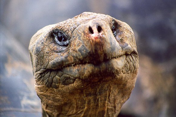 a giant tortoise 