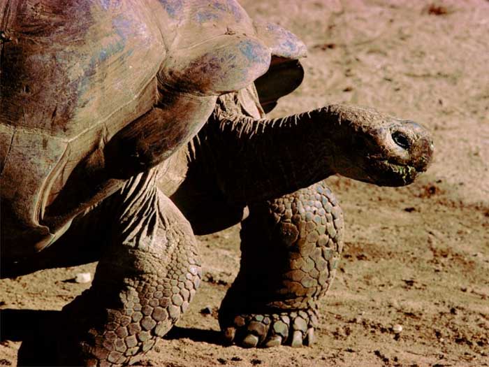 a tortoise in motion