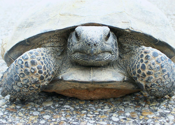 picture of a beautiful tortoise
