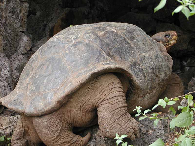 giant tortoise