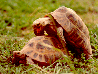 explicit chelonian sex photography