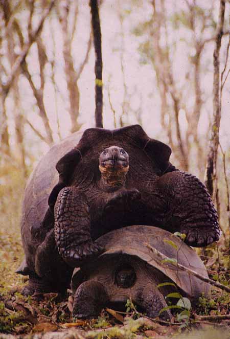 Galapagos giant tortoises