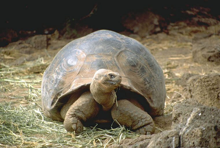 a giant tortoise