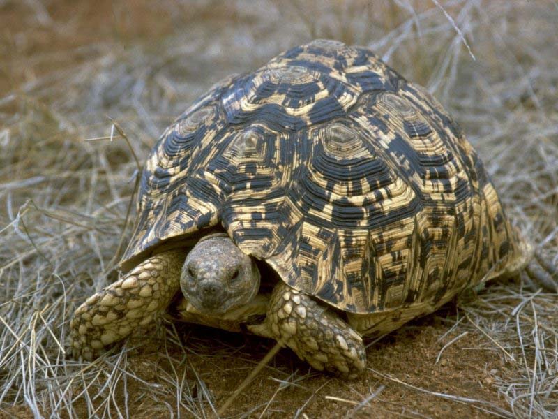 a tortoise makes a move