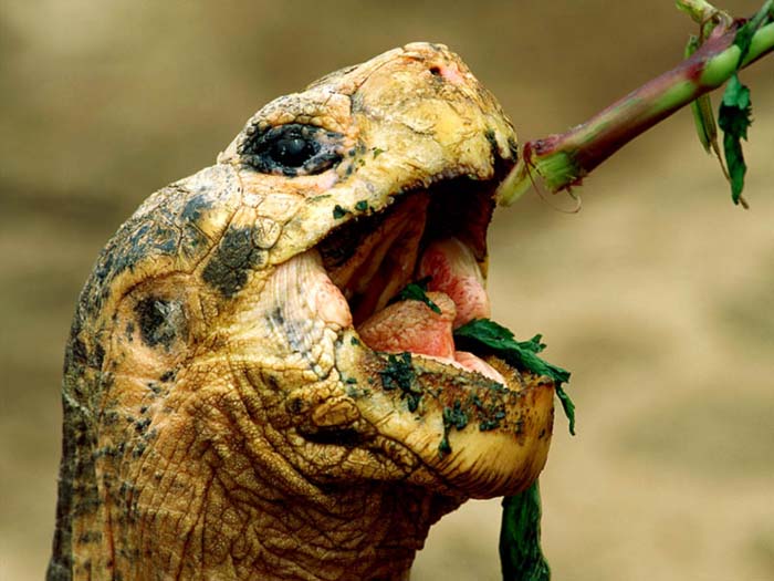 a tortoise eats a tasty snack