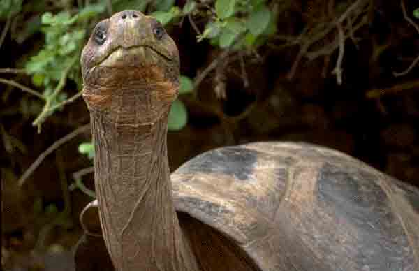 a tortoise sticks its neck out