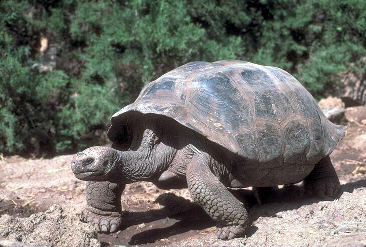 photograph of a giant tortoise