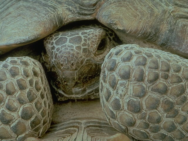 a timorous tortoise